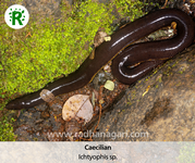 Caecilian Ichtyophis sp.png