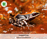 Fungoid Frog.png