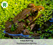 Indian Bull Frog.png