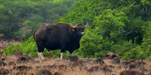 Indian-Gour-bison-2.png